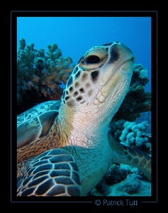 Turtle in Marsa Shagra - Egypt - Canon S90 with hand torc... by Patrick Tutt 